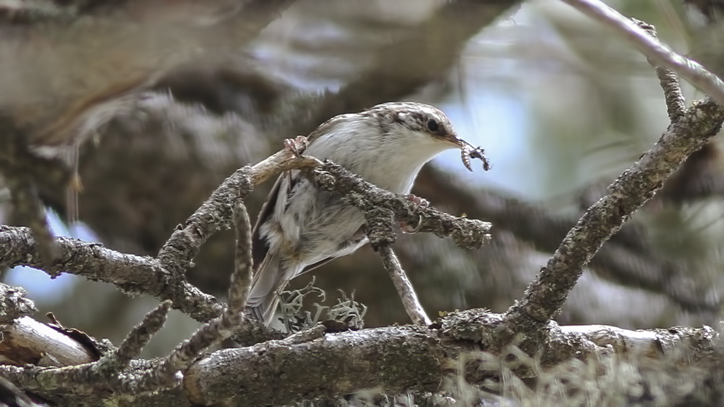 Eurasian Treecreeper