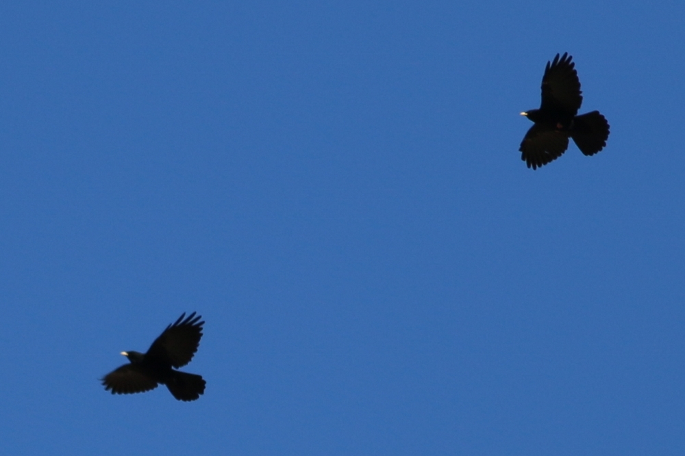 Alpine Chough