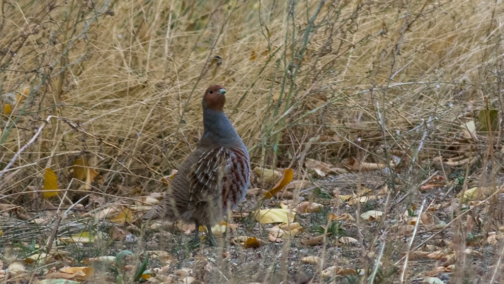 Grey Partridge