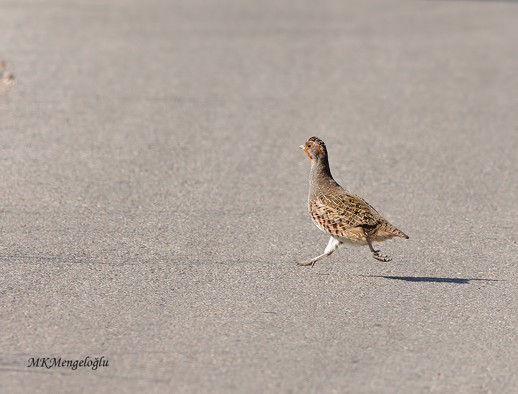 Grey Partridge