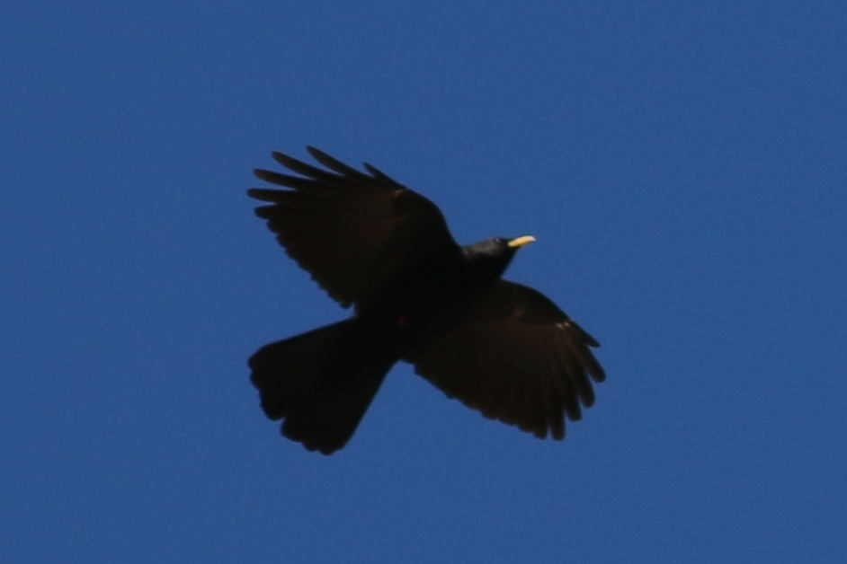Alpine Chough