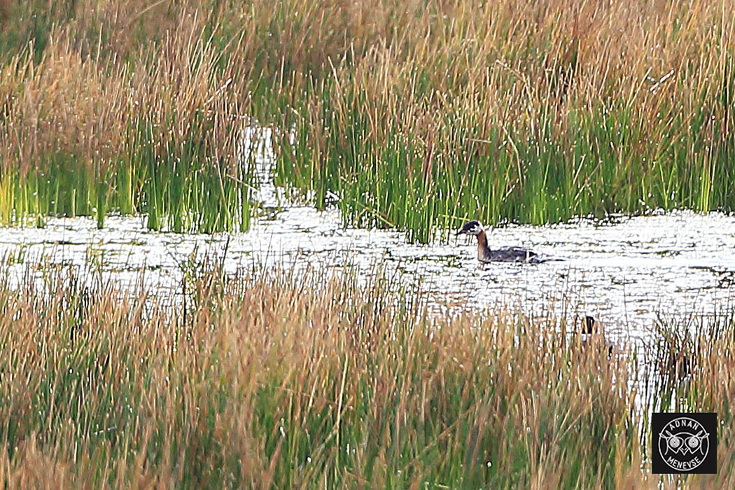 Red-necked Grebe