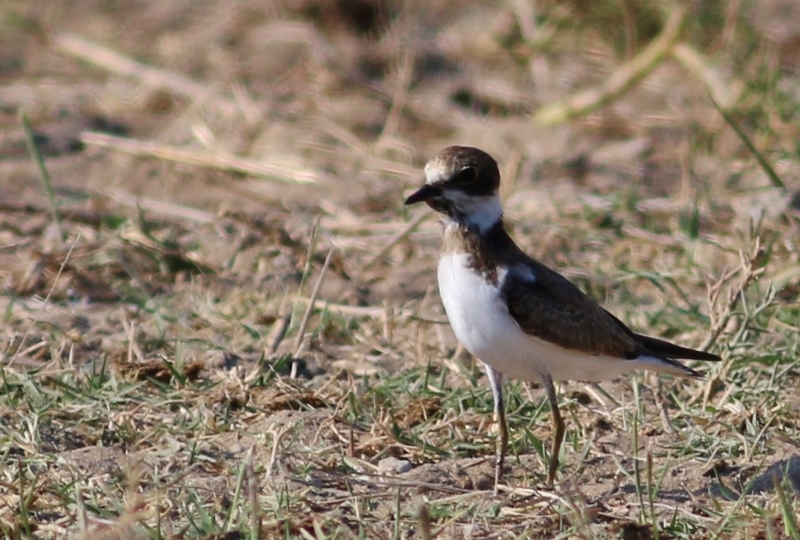 Greater Sand Plover