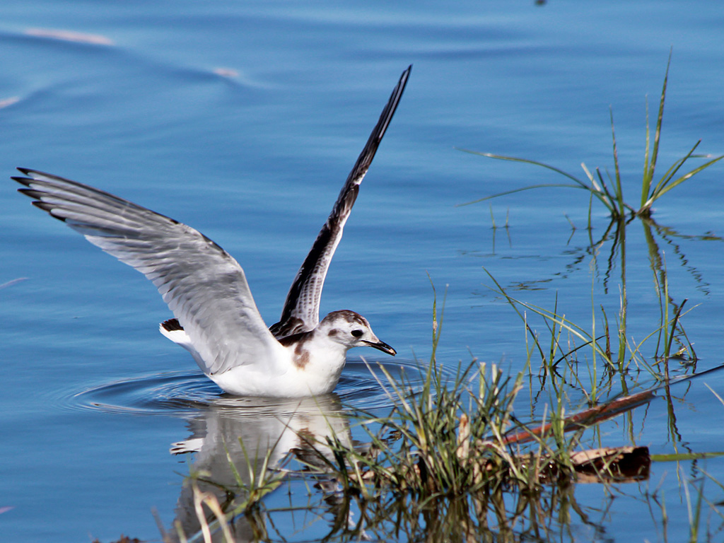 Little Gull