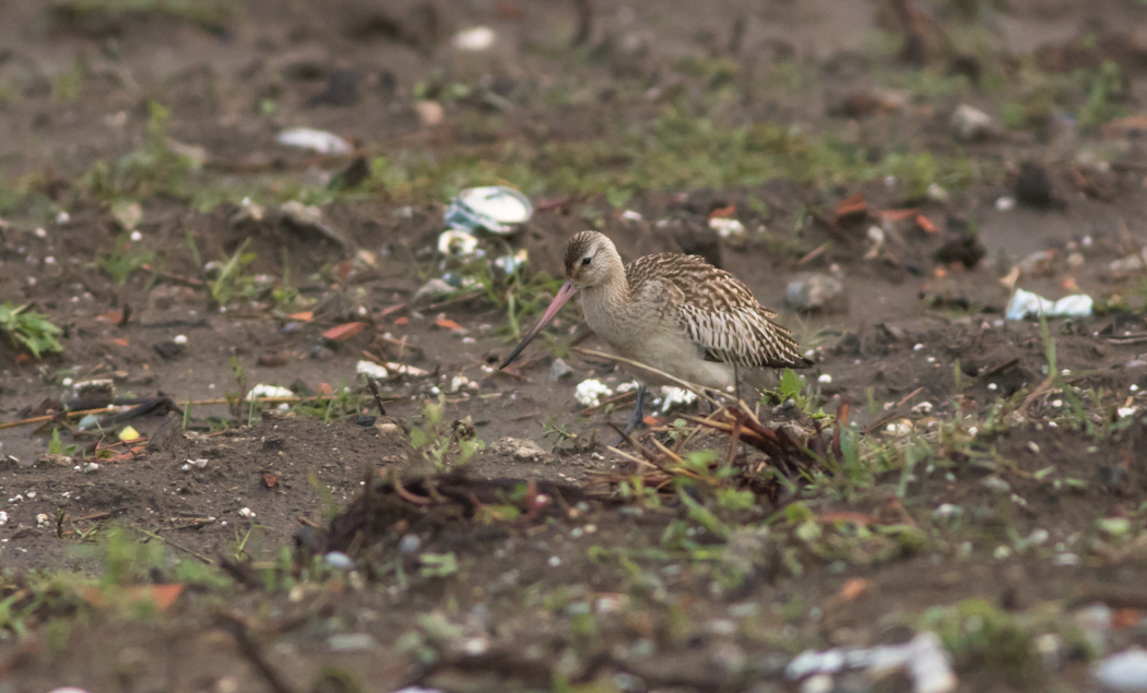 Bar-tailed Godwit