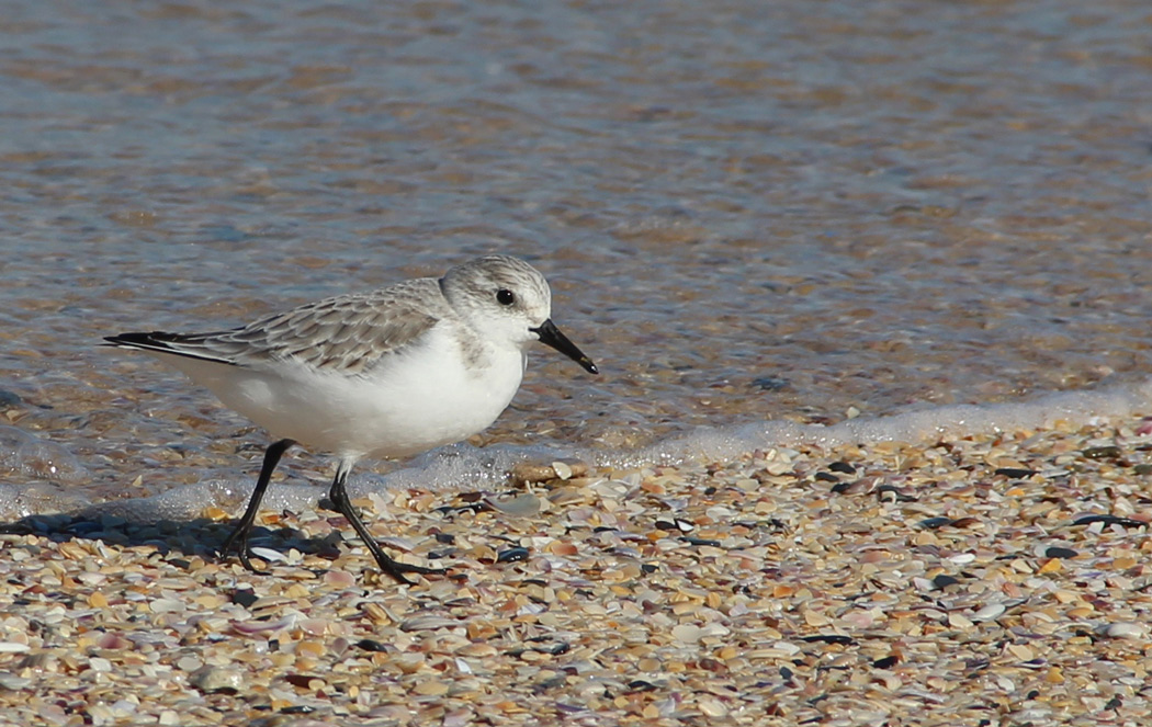 Sanderling