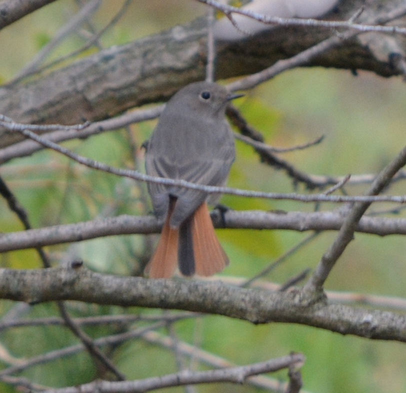 Black Redstart