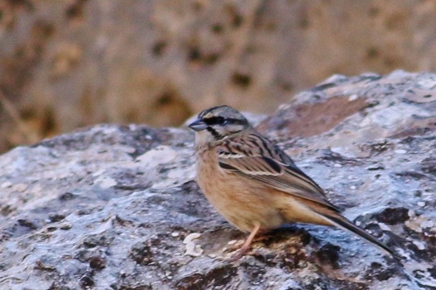 Rock Bunting