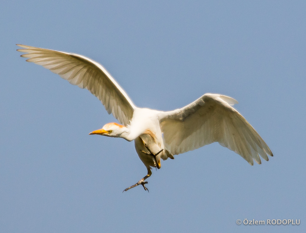 Western Cattle Egret