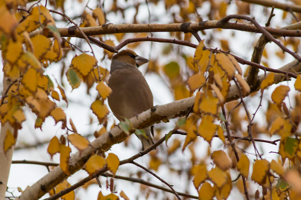Hawfinch
