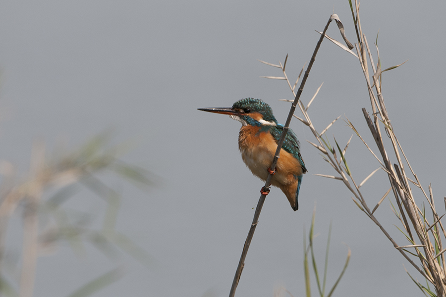 Common Kingfisher
