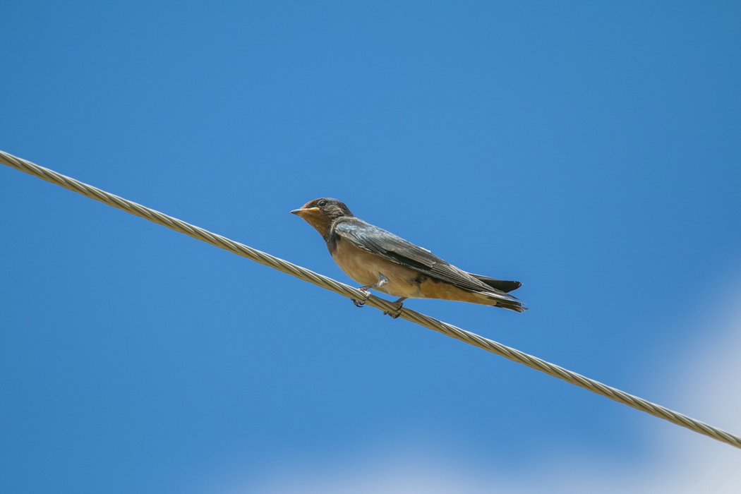Barn Swallow