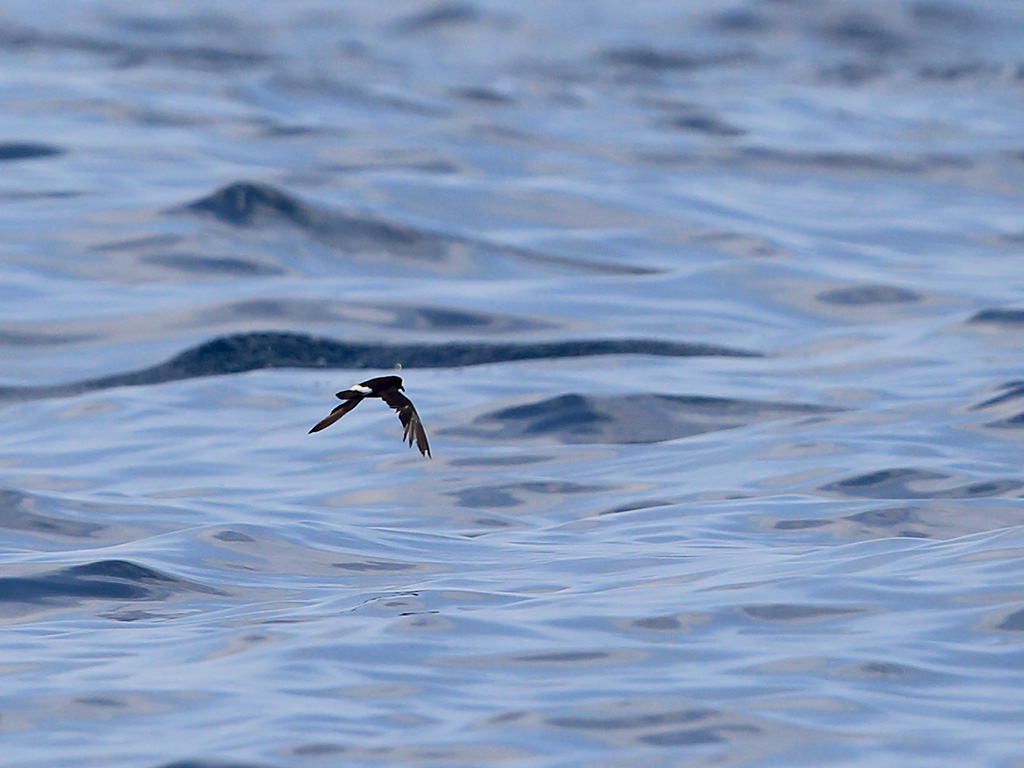 European Storm Petrel