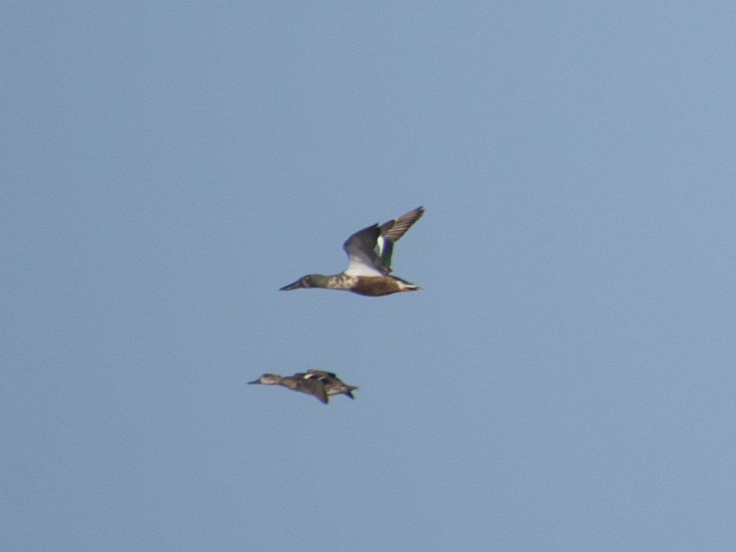 Northern Shoveler
