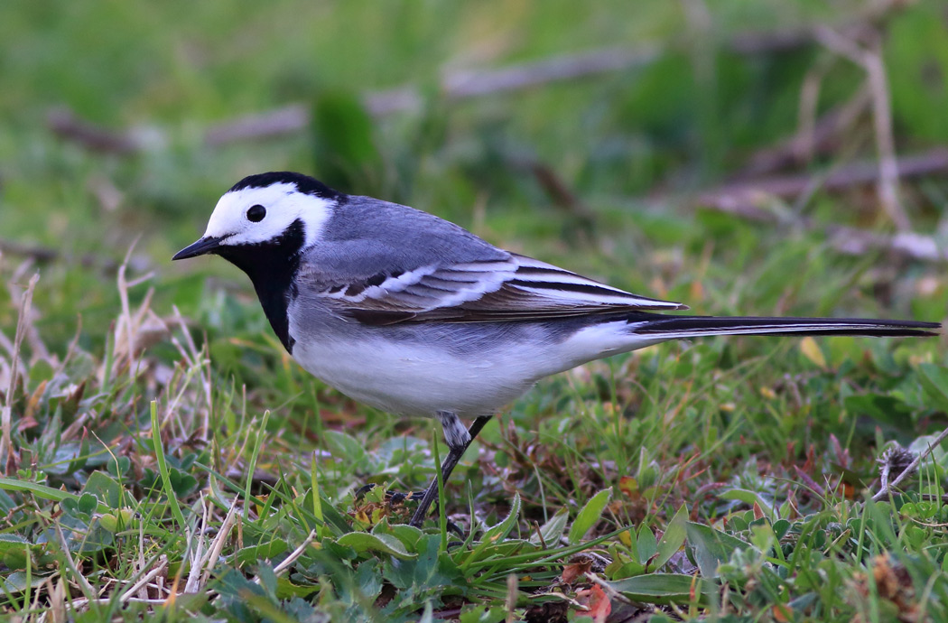 White Wagtail
