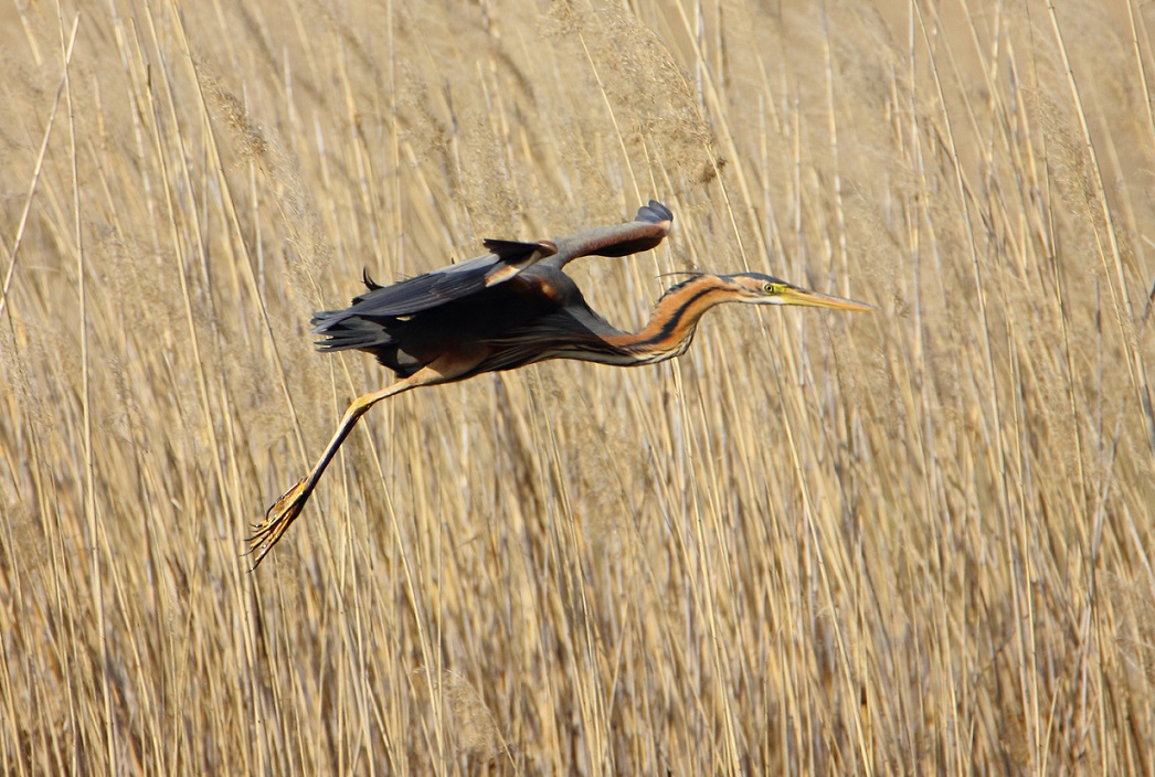 Purple Heron
