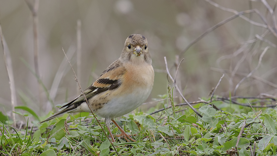 Brambling