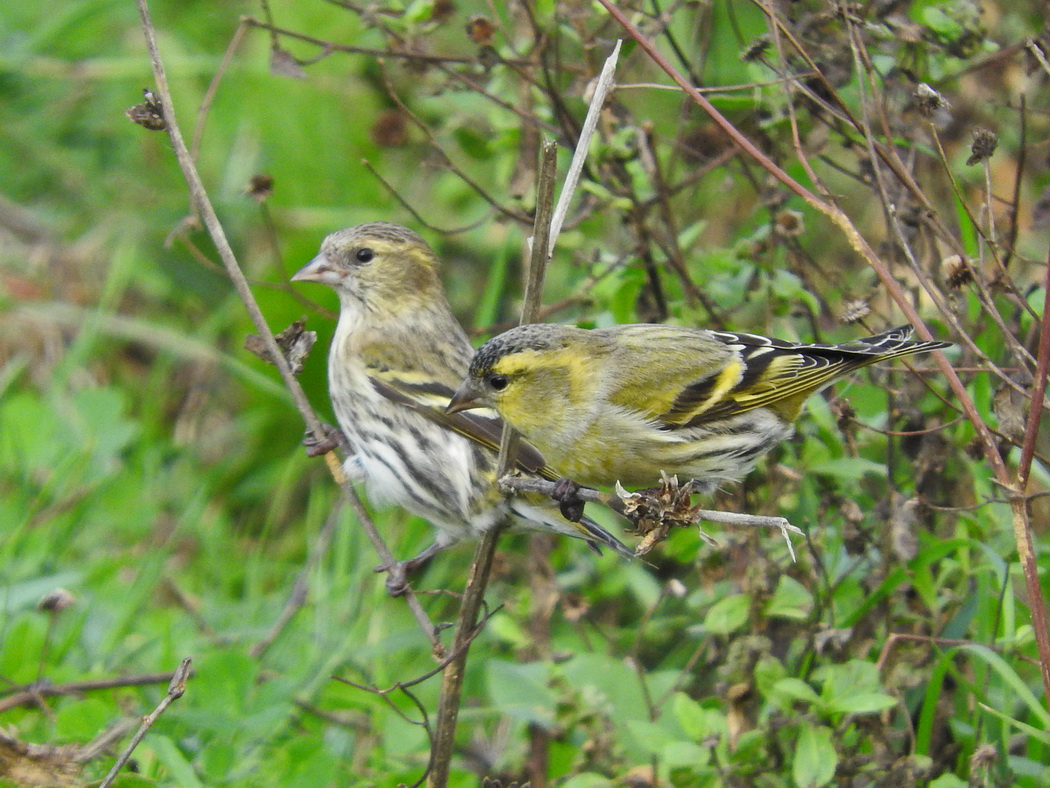 Eurasian Siskin