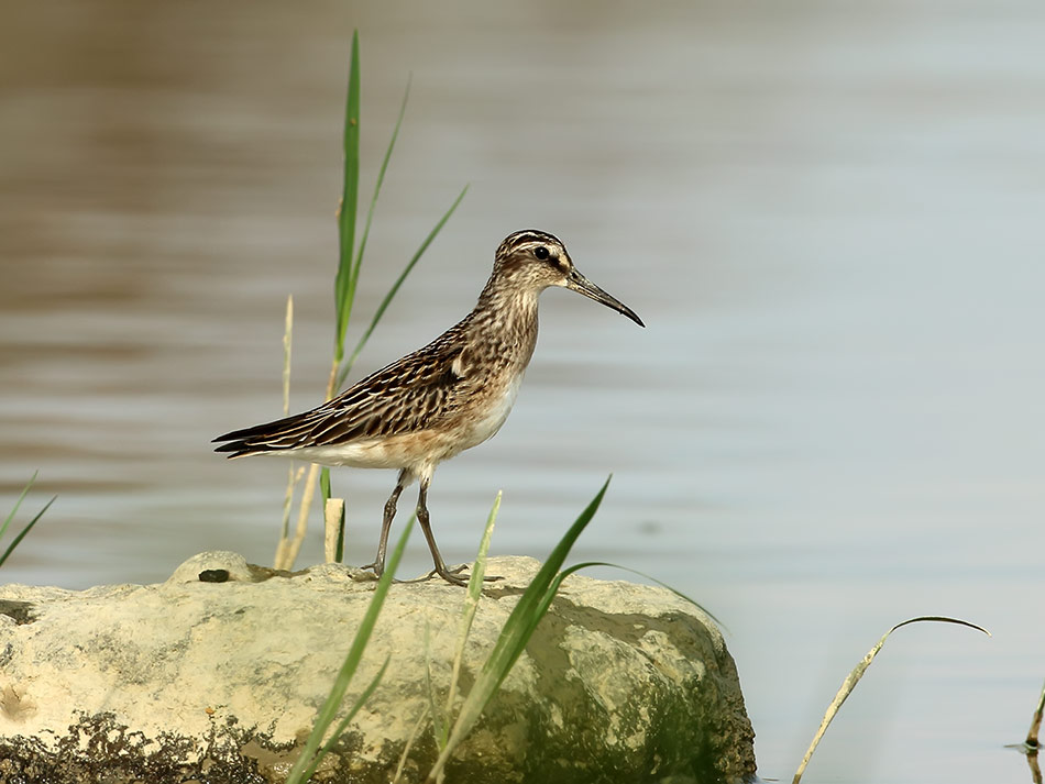 Broad-billed Sandpiper