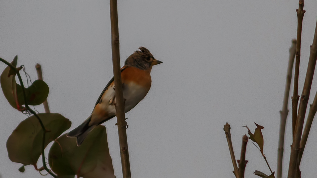 Brambling
