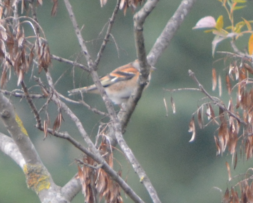 Brambling