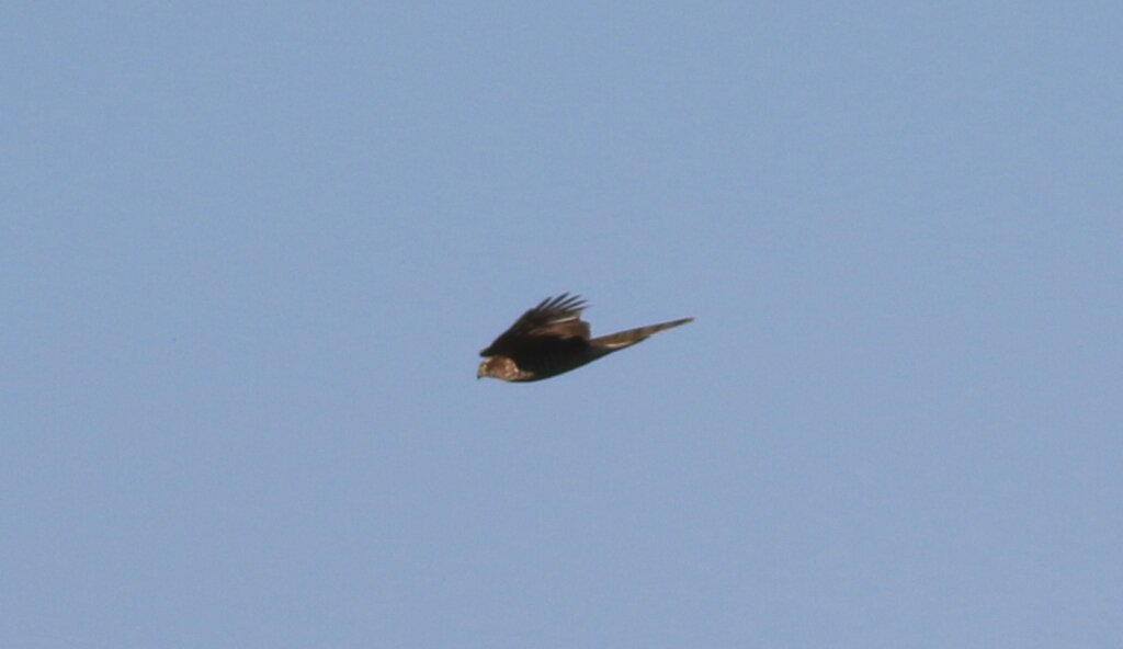 Eurasian Sparrowhawk