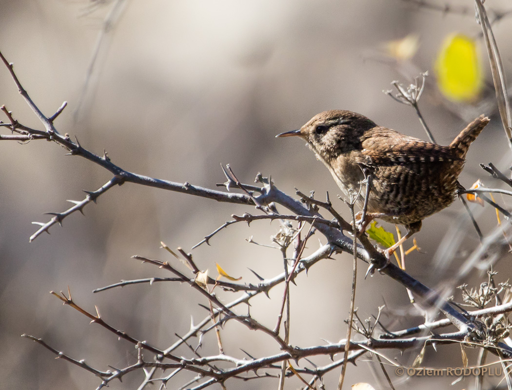 Eurasian Wren