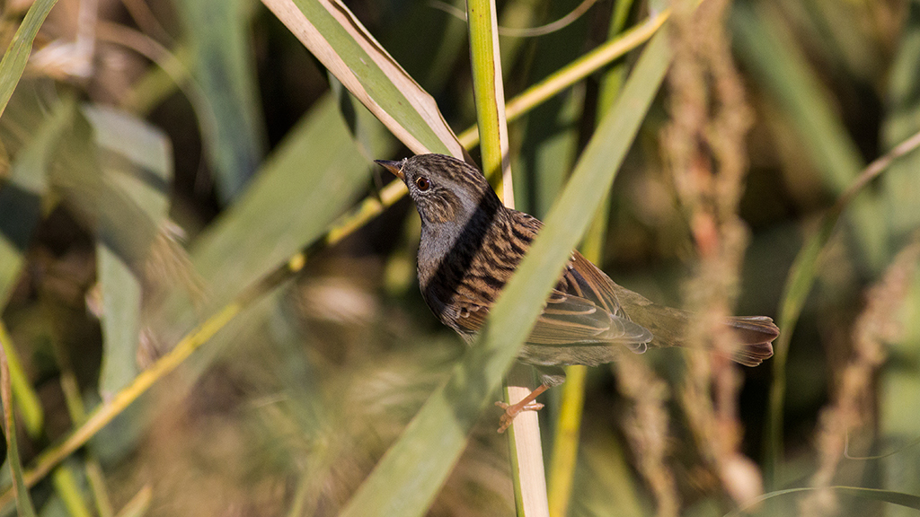 Dunnock