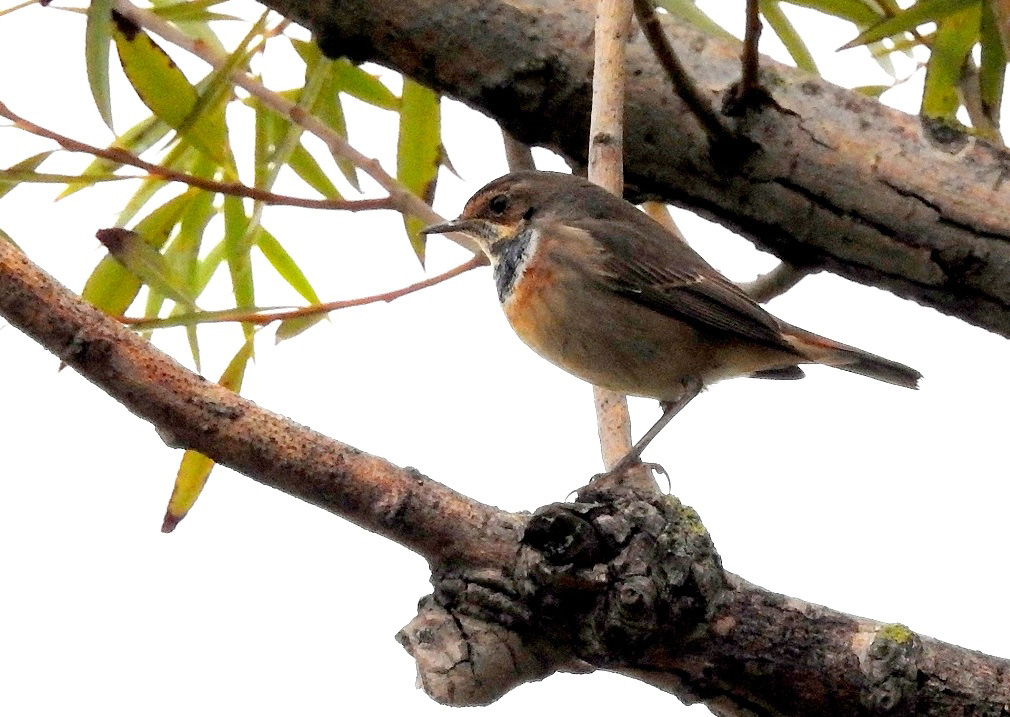 Bluethroat