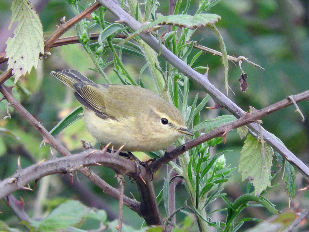 Common Chiffchaff