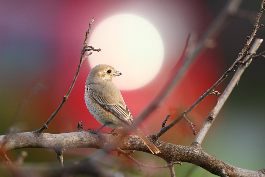 Isabelline Shrike