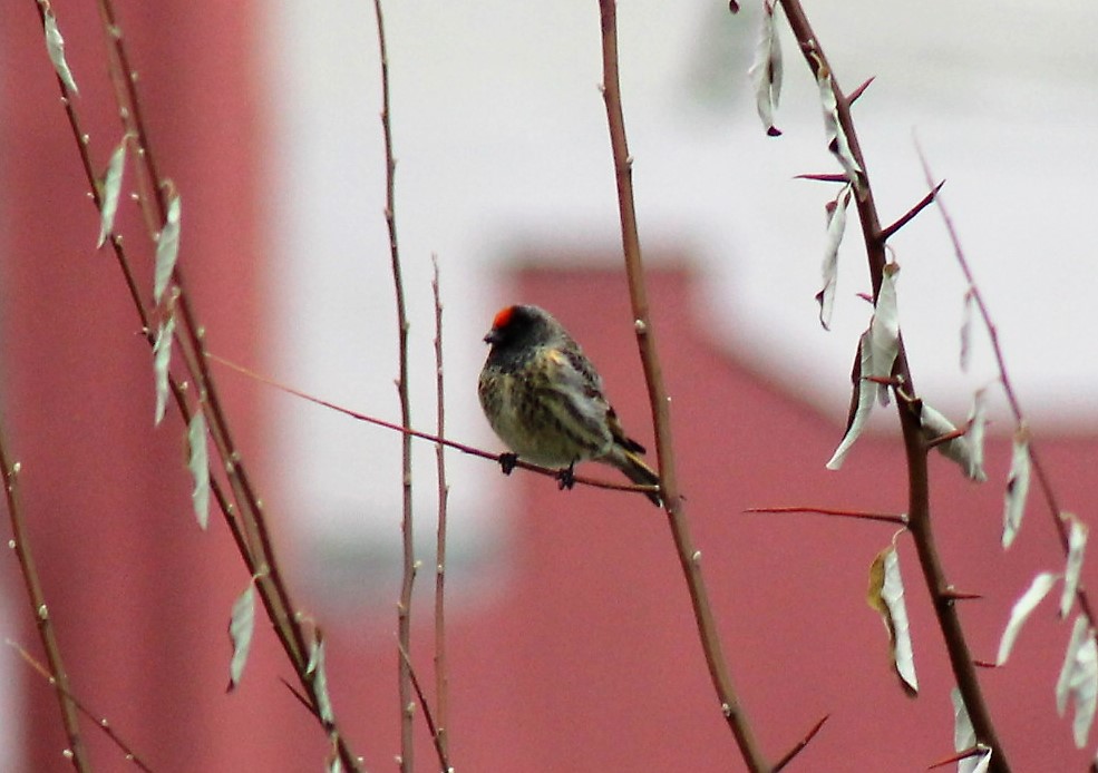 Red-fronted Serin