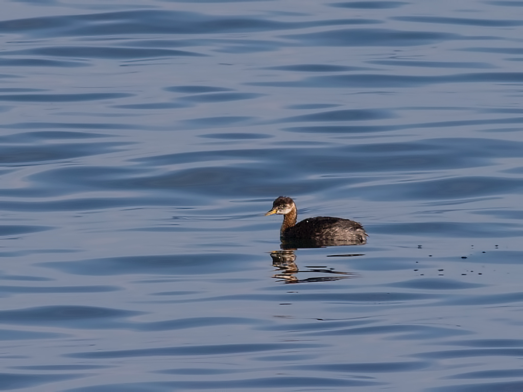 Red-necked Grebe