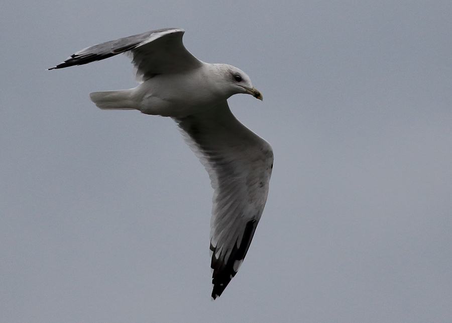 Common Gull