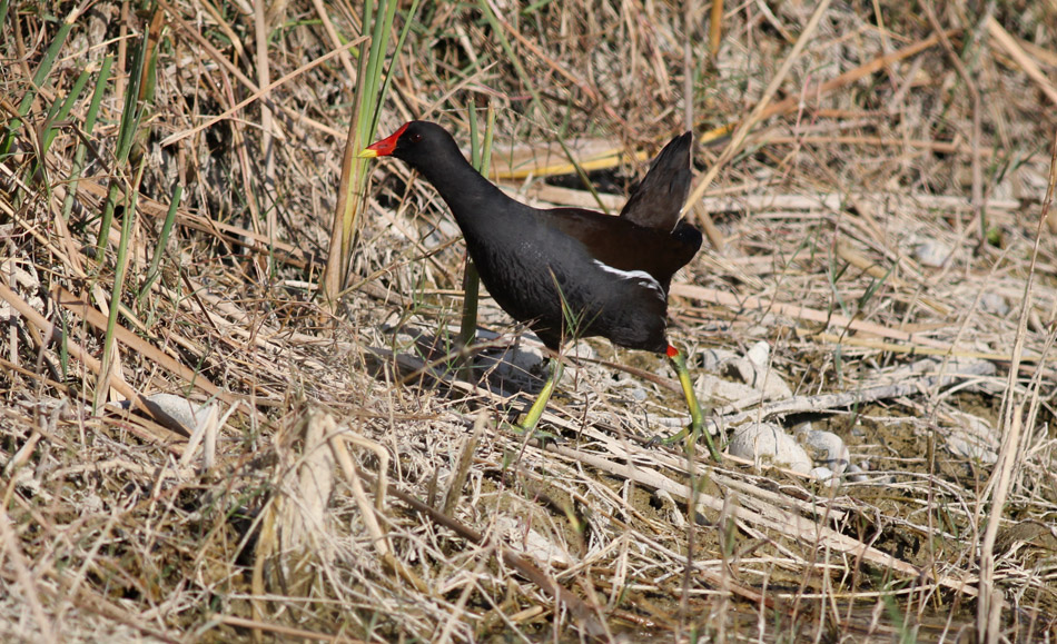 Common Moorhen