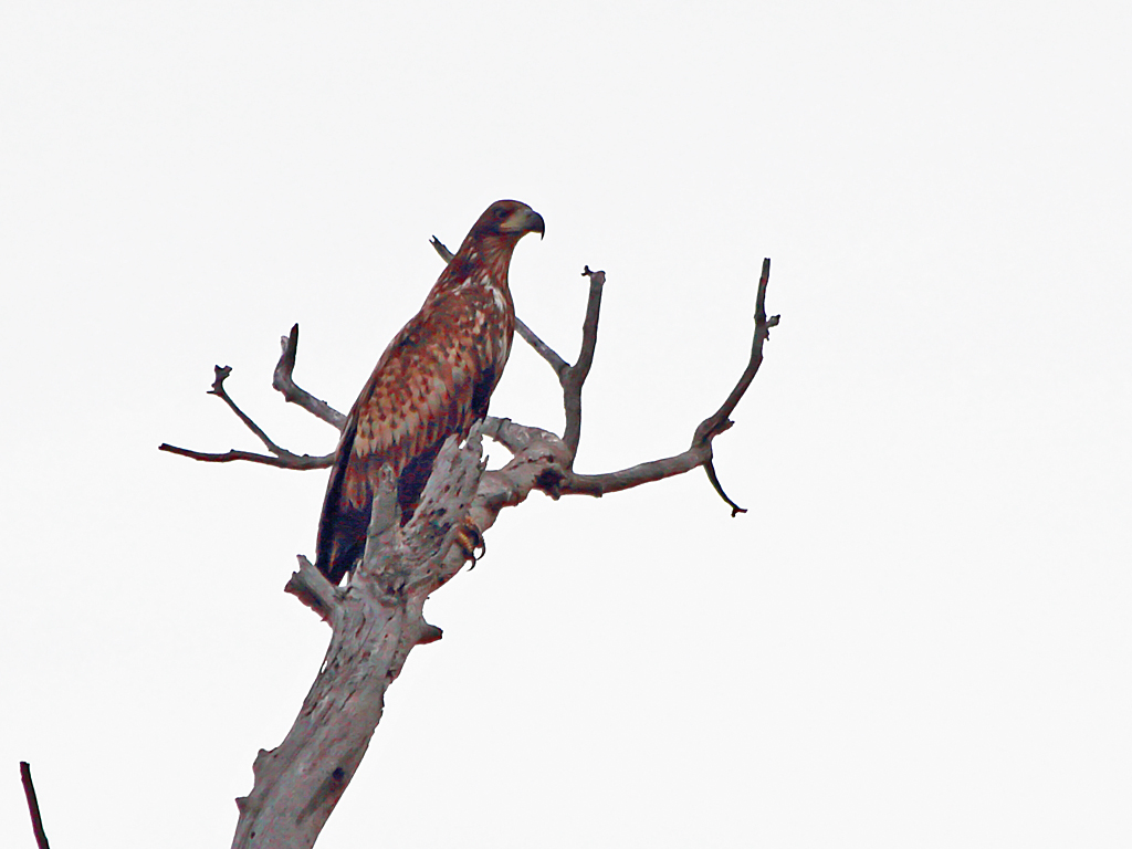 White-tailed Eagle