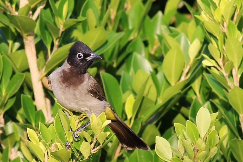 White-spectacled Bulbul