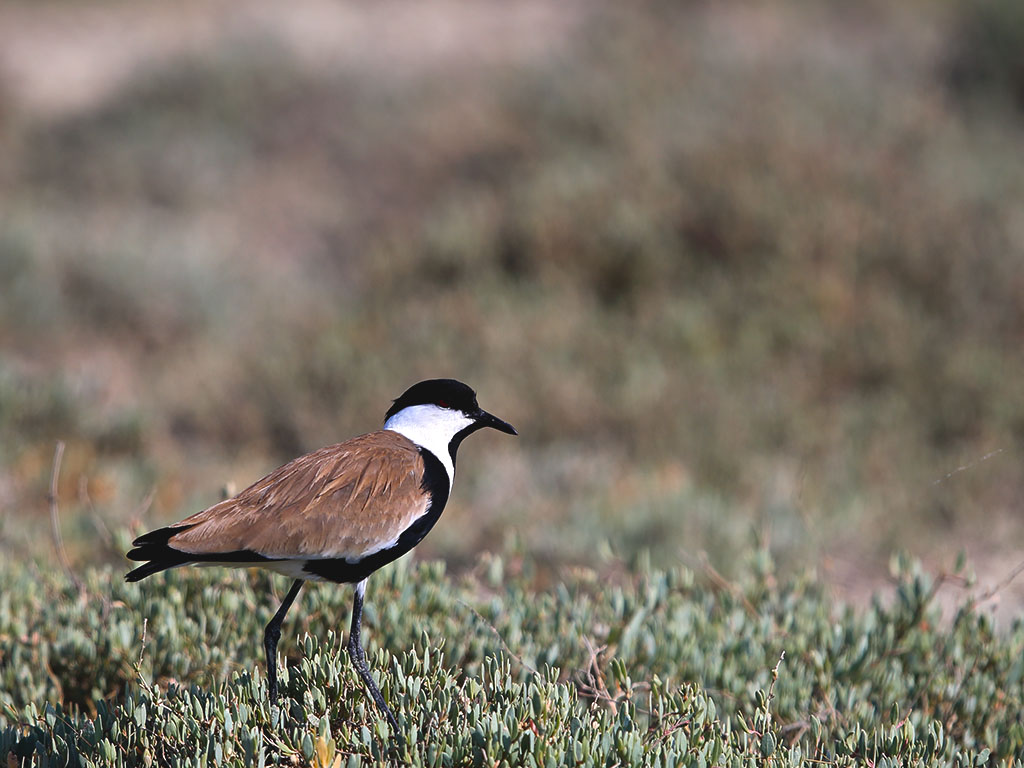Spur-winged Lapwing