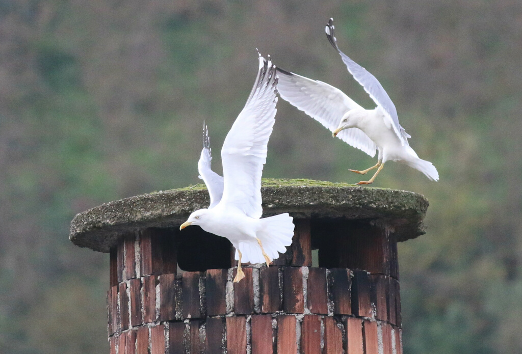 Yellow-legged Gull