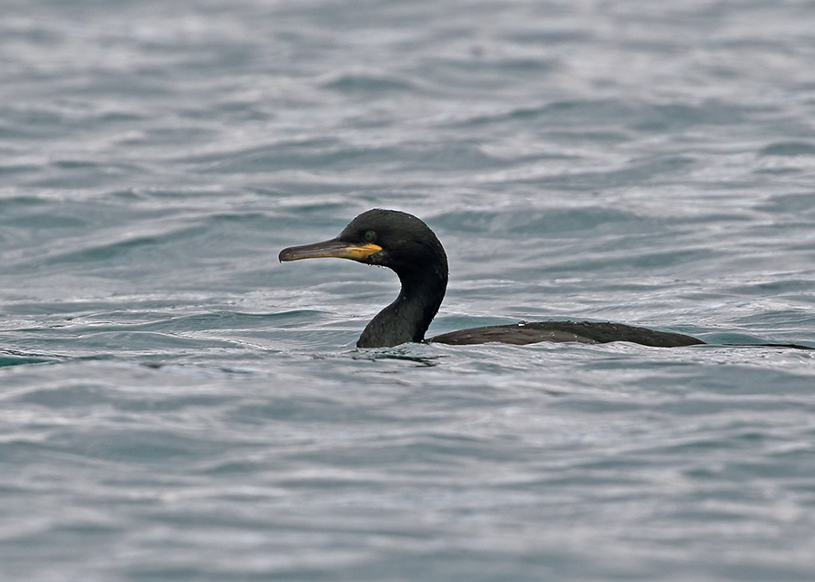 European Shag