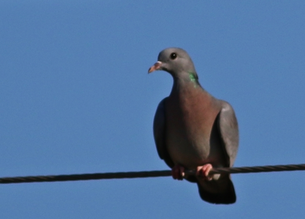 Stock Dove