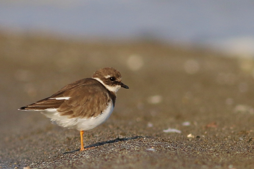Common Ringed Plover