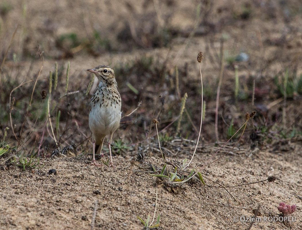 Tawny Pipit