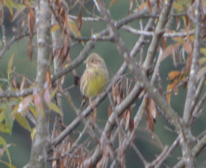 Yellowhammer