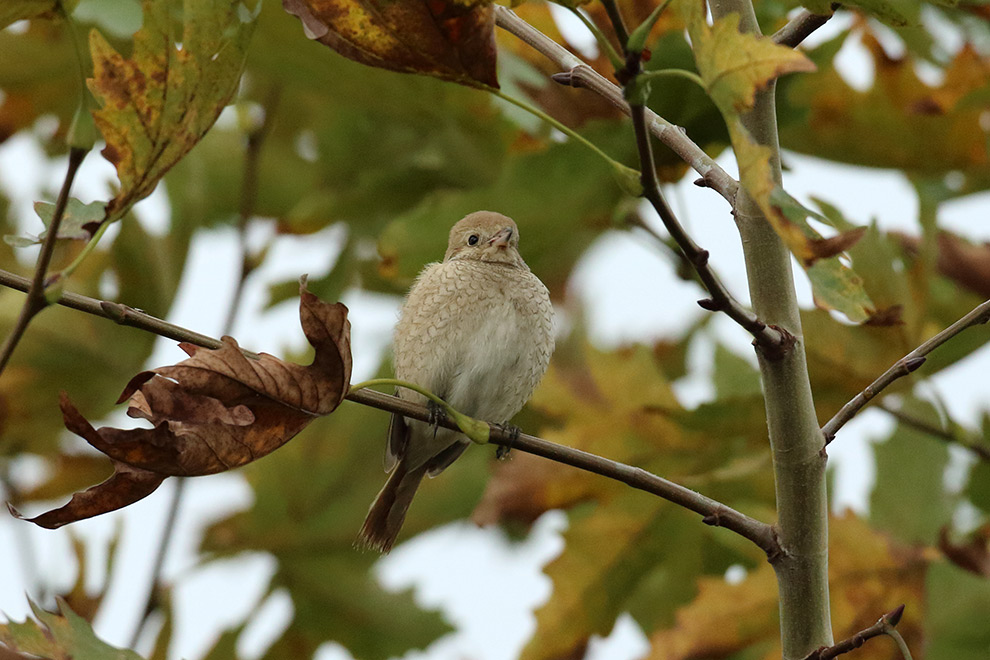 Isabelline Shrike
