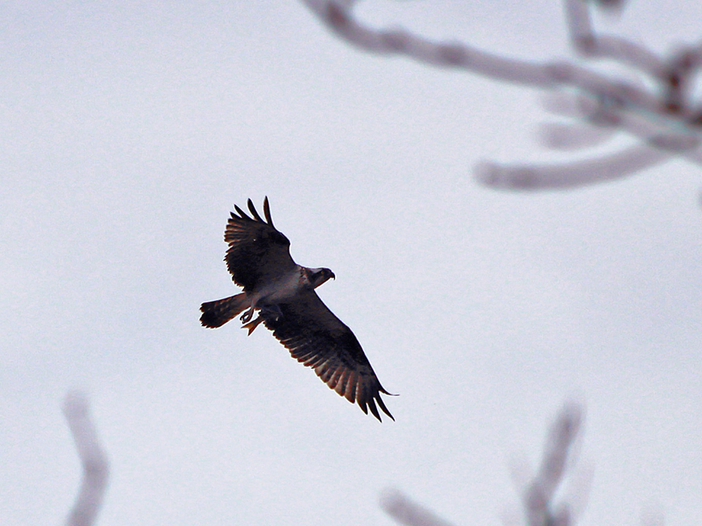 Osprey