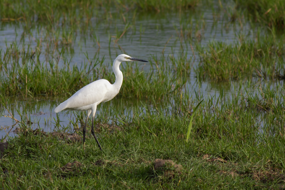 Little Egret
