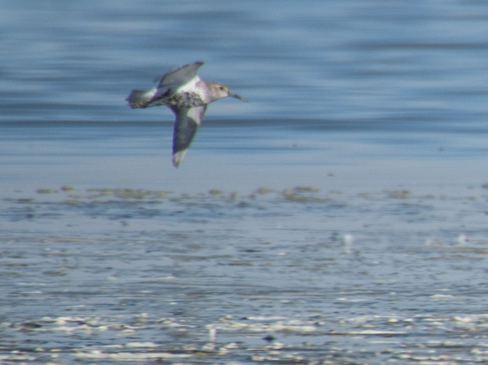 Dunlin