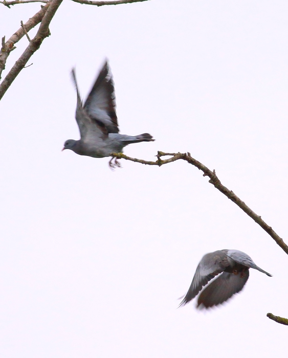 Stock Dove