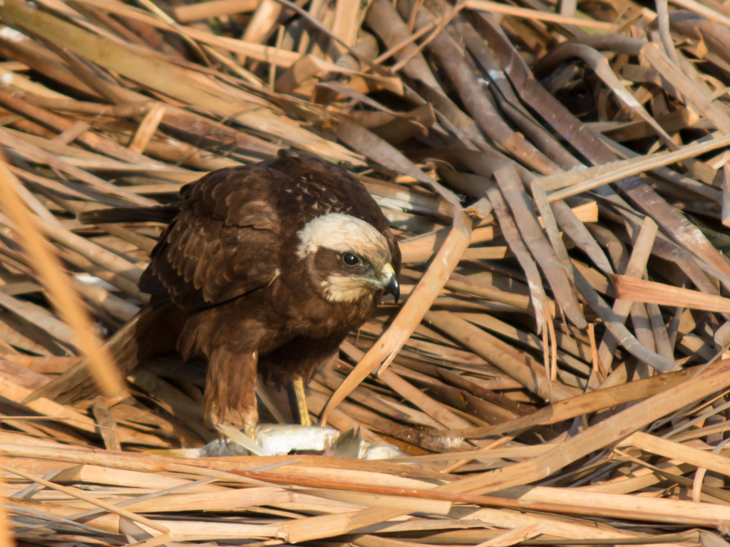 Western Marsh Harrier